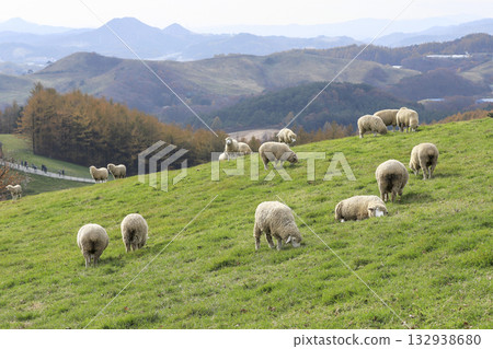 A flock of sheep grazing in the pasture A flock of sheep grazing in the pasture 132938680