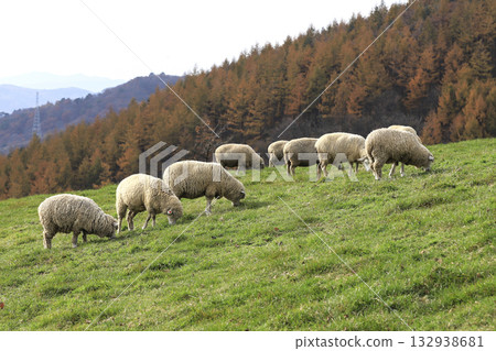 A flock of sheep grazing in the pasture 132938681
