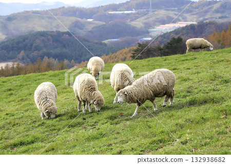A flock of sheep grazing in the pasture 132938682