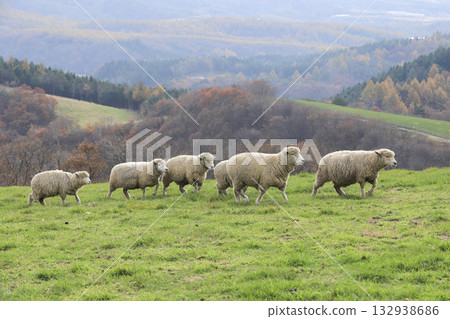 A flock of sheep grazing in the pasture 132938686