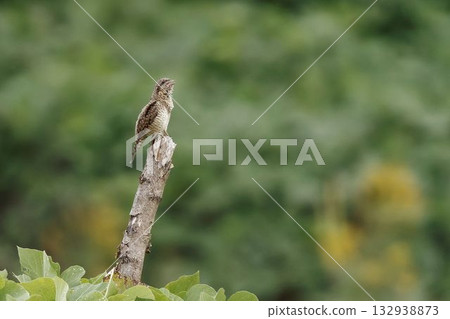 A Japanese bush warbler singing on a tree A Japanese bush warbler singing on a tree 132938873