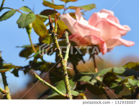 Rose's thorn Rose's thorn 132938887