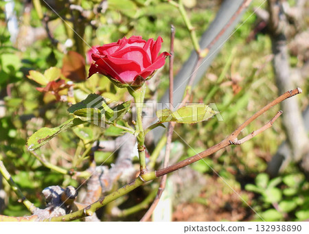 Autumn roses Autumn roses 132938890