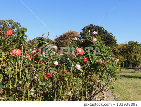 A rose garden 132938892