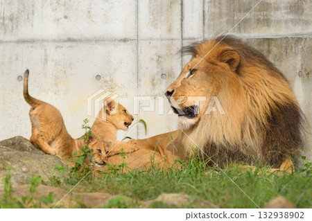 獅父和他的幼崽 獅父和他的幼崽 132938902