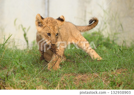 Lion cub running with root in mouth 132938903