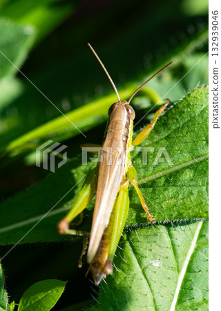 一隻蚱蜢停在葉子上 132939046