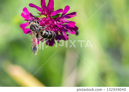 A bee sucking nectar from a pink flower 132939048