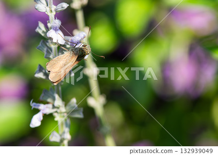 一隻弄蝶正在吸食淡紫色花朵的花蜜 132939049