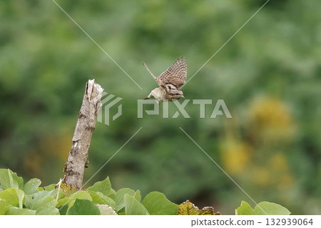 A Japanese bush warbler jumps out from its perch 132939064
