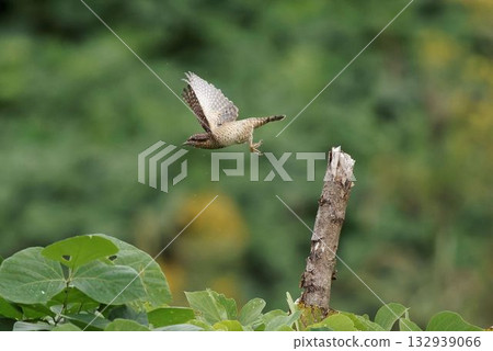 A Japanese bush warbler jumps out from its perch A Japanese bush warbler jumps out from its perch 132939066