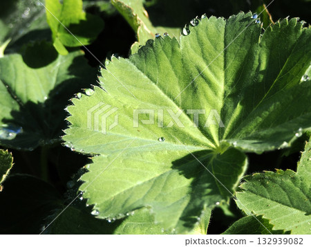 Water droplets remaining on a leaf Water droplets remaining on a leaf 132939082