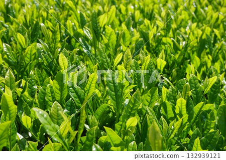 春日陽光下閃耀著翠綠光芒的日本新茶茶葉 Ver.2 春日陽光下閃耀著翠綠光芒的日本新茶茶葉 Ver.2 132939121