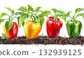 Bell pepper on soil watercolor vegetable. 132939125