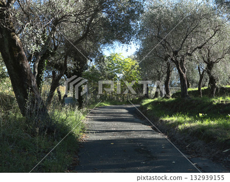 Olive trees on sunny day. Agriculture and farming. Farmers and olive oil production. Olive trees on sunny day. Agriculture and farming. Farmers and olive oil production. 132939155