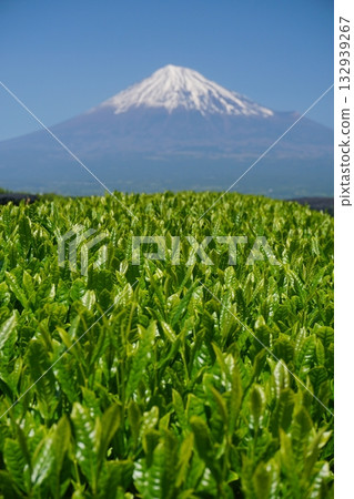 New Japanese tea leaves shining green in the spring sunshine with a clear blue sky and Mt. Fuji in the background Ver.1 132939267