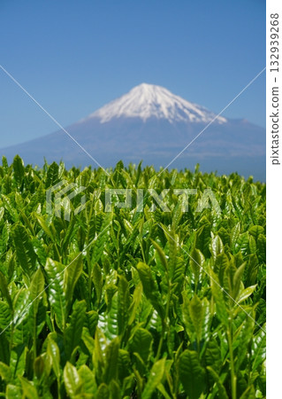 春日陽光下，翠綠的新日本茶葉在湛藍的天空和遠處富士山的映襯下閃閃發光（版本2） 132939268