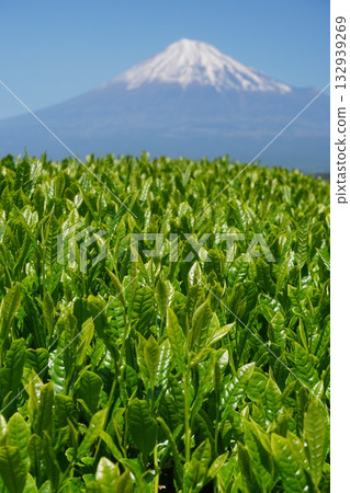 New Japanese tea leaves shining green in the spring sunshine with a clear blue sky and Mt. Fuji in the background Ver.3 New Japanese tea leaves shining green in the spring sunshine with a clear blue sky and Mt. Fuji in the background Ver.3 132939269