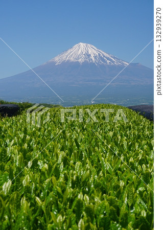 春日陽光下，翠綠的新日本茶葉在湛藍的天空和遠處富士山的映襯下閃閃發光（第四版） 132939270