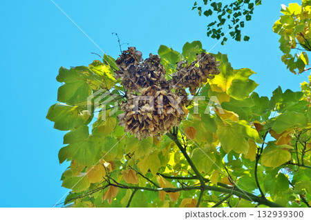 棕色的中國傘樹果實(秋季,11月) 棕色的中國傘樹果實(秋季,11月) 132939300