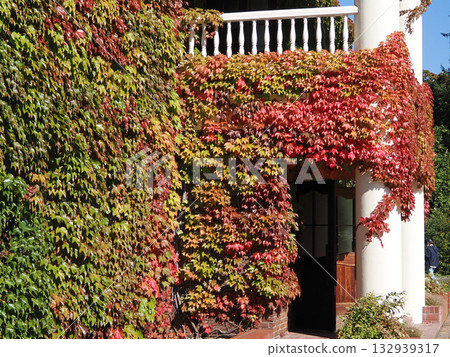 常春藤葉在牆上 常春藤葉在牆上 132939317