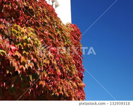 Ivy leaves on the wall 132939318