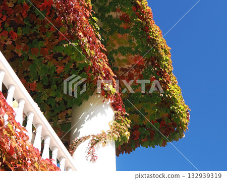 Ivy leaves on the wall 132939319