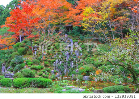 Kongorinji Temple in autumn (Myojuin Garden, Aisho Town, Shiga Prefecture) 132939381