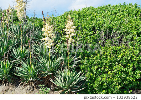 White Atsubakimigayoran flowers (autumn, November) White Atsubakimigayoran flowers (autumn, November) 132939522