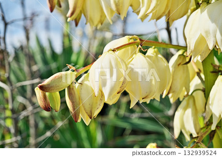 白色椿花(秋季,十一月) 白色椿花(秋季,十一月) 132939524
