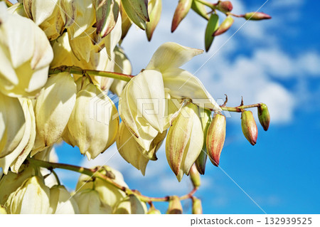 White Atsubakimigayoran flowers (autumn, November) 132939525
