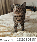 A Scottish domestic striped cat is standing on a bed in a pose. Close-up, funny expression, cat's eyes wide open. Funny pets. 132939565