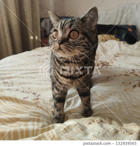 A Scottish domestic striped cat is standing on a bed in a pose. Close-up, funny expression, cat's eyes wide open. Funny pets. A Scottish domestic striped cat is standing on a bed in a pose. Close-up, funny expression, cat's eyes wide open. Funny pets. 132939565
