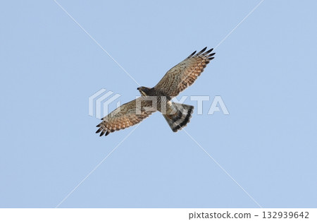Adult Grey-faced Buzzard in flight Adult Grey-faced Buzzard in flight 132939642