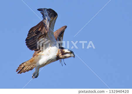 秋日晴朗，一隻魚鷹盤旋在空中 132940420