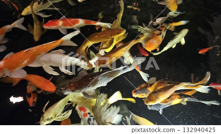 This is koi fish on a pond. This is koi fish on a pond. 132940425
