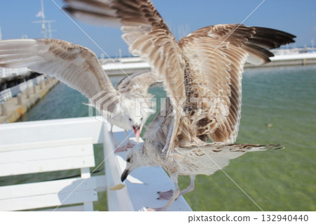 Two seagulls fighting for food on white pier railing in Sopot 132940440