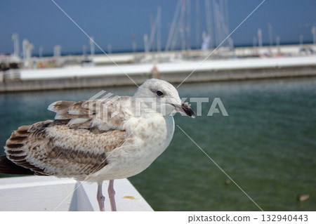 Seagull on white railing at Sopot pier with marina in background 132940443
