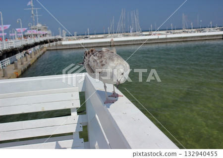 Seagull standing on white railing at Sopot pier on sunny day Seagull standing on white railing at Sopot pier on sunny day 132940455