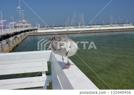 Seagull standing on white railing at Sopot pier on sunny day 132940456