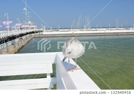 Seagull standing on white railing at Sopot pier on sunny day Seagull standing on white railing at Sopot pier on sunny day 132940458