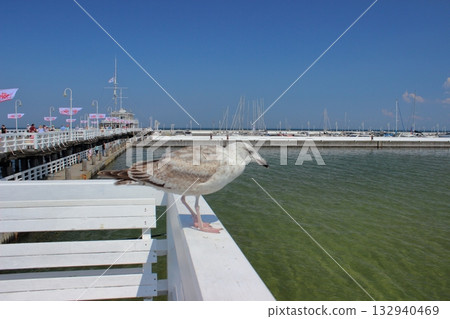 Seagull standing on white railing at Sopot pier on sunny day Seagull standing on white railing at Sopot pier on sunny day 132940469