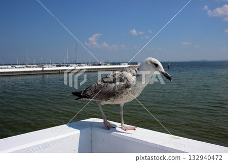 Seagull perched on white railing with marina and sea in background 132940472