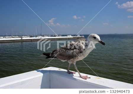 Seagull perched on white railing with marina and sea in background Seagull perched on white railing with marina and sea in background 132940473