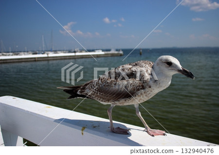 Close-up of seagull standing on white railing above green sea water 132940476
