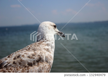 Close-up portrait of seagull with blurred sea horizon Close-up portrait of seagull with blurred sea horizon 132940479
