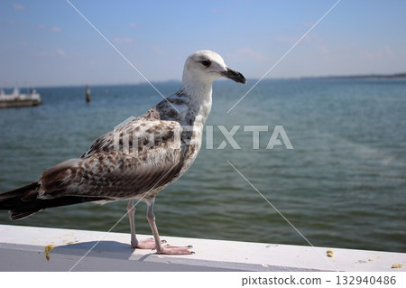 Seagull standing on white railing above Baltic Sea in Sopot 132940486