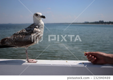 Seagull approaching human hand for food on Sopot pier 132940489