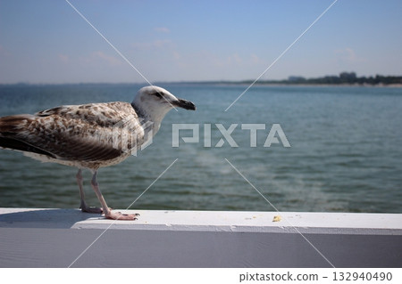 Seagull standing on white railing above Baltic Sea in Sopot 132940490
