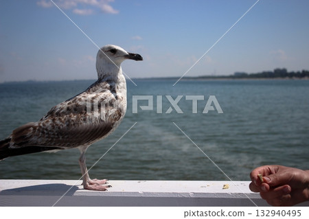 Seagull approaching human hand for food on Sopot pier Seagull approaching human hand for food on Sopot pier 132940495